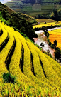 在越南的农业奇迹