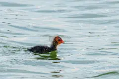 欧亚白骨鸡(Fulica atra)游泳