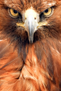Alan Hinchliffe在 500px 上的照片Golden Eagle