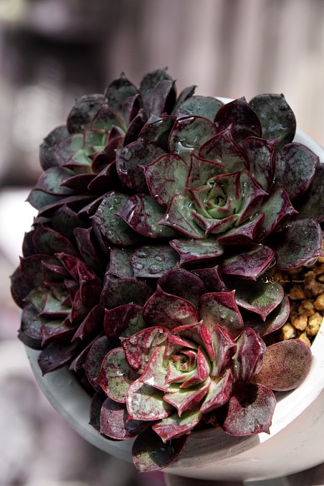 多肉植物阿滋塔罗西玛罗西玛