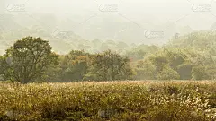 树木和草在秋天在神农架，中国