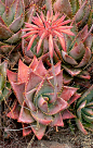 I've never seen such beautiful Aloe plants before.  I love to keep an Aloe plant in my kitchen for burns.