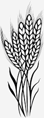 大麦高清素材 大麦 植物 粮食 麦子 麦穗 免抠png 设计图片 免费下载