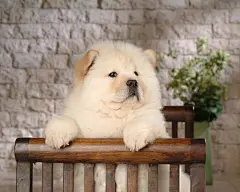 可爱松狮犬宽屏壁纸下载