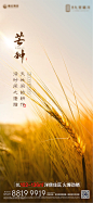 【源文件下载】 海报 房地产 二十四节气 芒种 黄昏 麦穗 141755