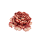 手账素材拼贴植物免扣png 花 复古风素材 ps