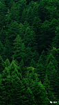 大自然绿色森林护眼风景壁纸|风景图片大全 大自然壁纸【第56期】