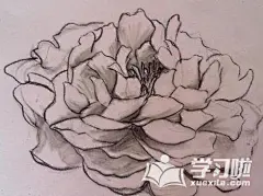 牡丹花素描图片大全