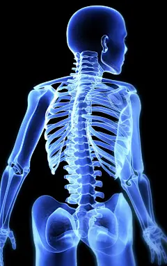 谷歌素材图片关节骨骼素材