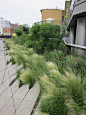 野草之美-城市开放式空间景观设计图片