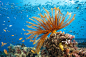 鱼类,大堡礁,澳大利亚,礁石,海百合类正版图片素材