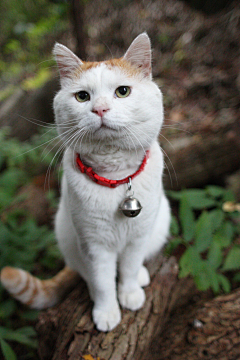 珞柘囸采集到猫猫