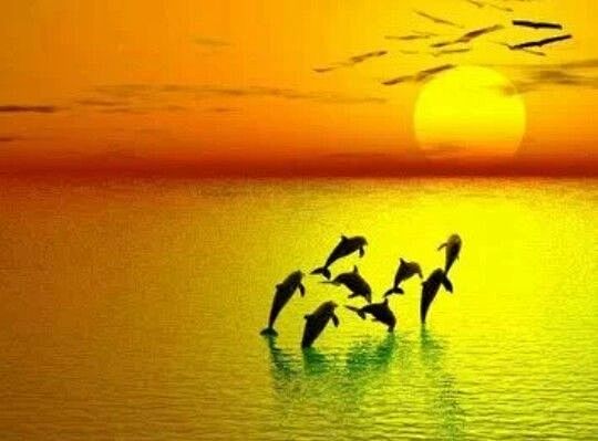 波德海豚跳出水在日落