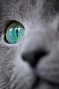 KORAT |  The Korat's eyes are large and peridot green in an adult cat: 