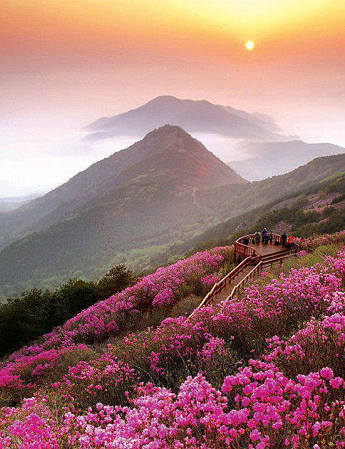 【清州山，昌原，韩国】千年花开，千年花落...