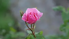玫瑰花_花卉_花朵_玫瑰_娇艳玫瑰_Flickr壁纸_玫瑰艳丽_2014年10月壁纸精选_桌面壁纸_爱壁纸HD