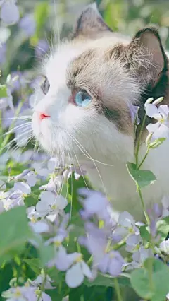 秒赞这组壁纸 7天内做什么都会成功✨ ​​​​