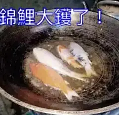 锦鲤今日用咗未？粤语表情包真的可以为所欲为