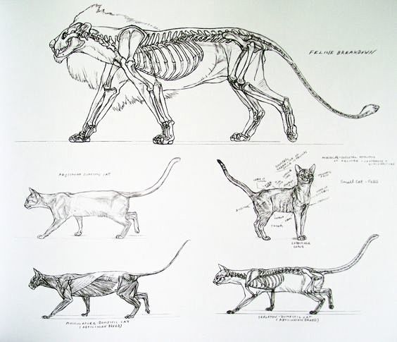 cats anatomy ref: 