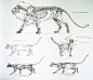 cats anatomy ref: 