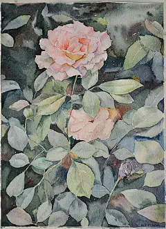 木壳人  的插画 马路边的月季