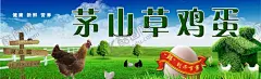 散养草鸡 【酷图网】散养草鸡,草鸡海报,草鸡蛋广告,草鸡标签,农场草鸡,土鸡单页,草鸡单页,草鸡宣传单,土鸡宣传单
