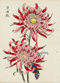 from Art of the Japanese Chrysanthemum