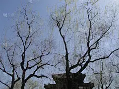 颐和园的柳树