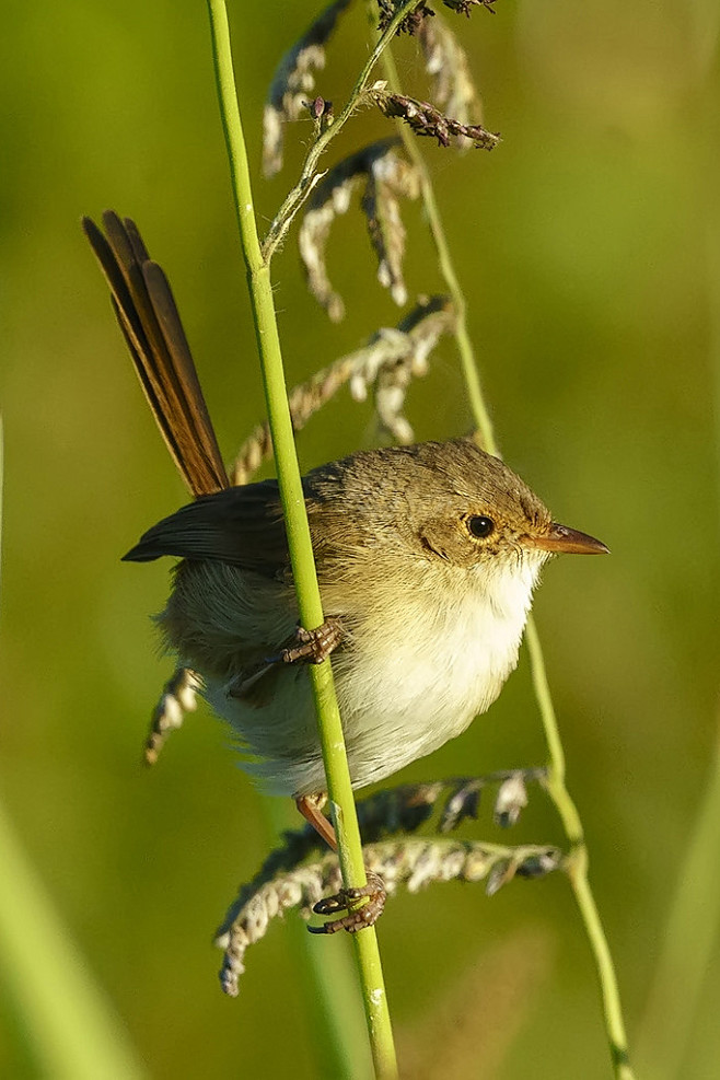 雀形目细尾鹩莺科细尾鹩莺属红背细尾鹩莺