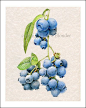 Blueberry Colored Pencil Study Small Giclee by EllenBlonderStore