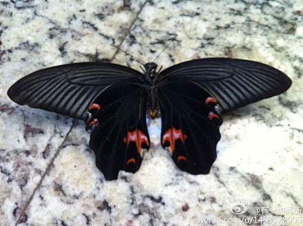这是一只雄性黑凤蝶。
拍到的是它的腹面，...