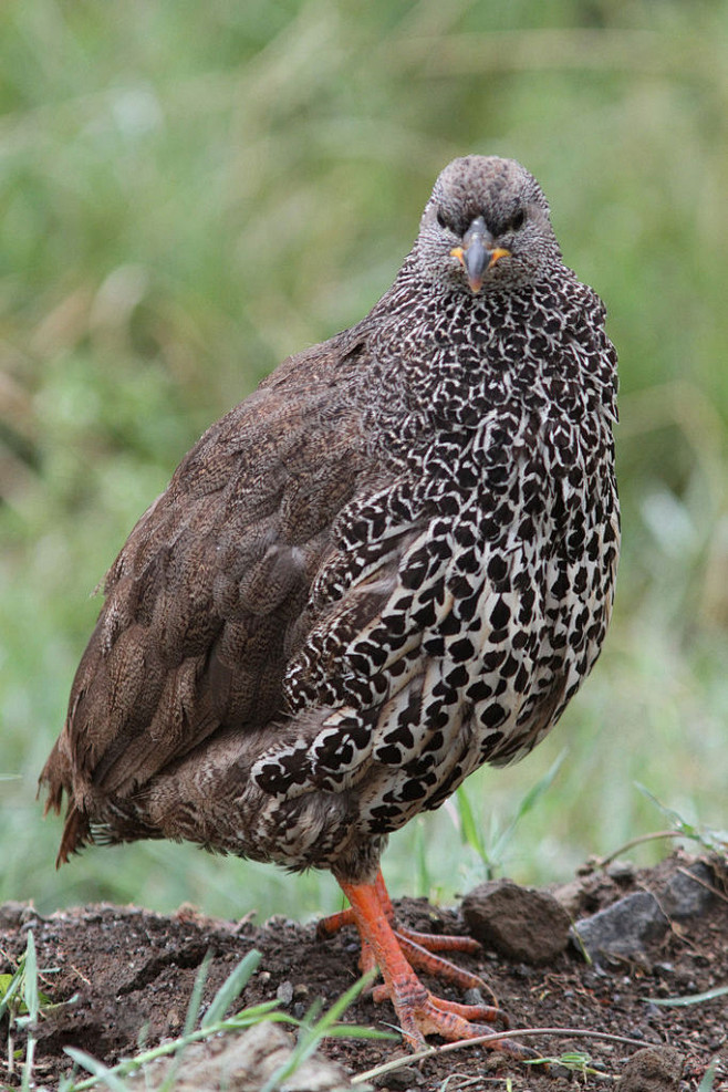 鸡形目雉科鸡鹧鸪属希氏鹧鸪