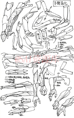 o木白采集到人体结构废福音