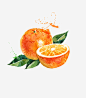 矢量手绘水彩水果橙子