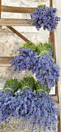 #薰衣草#
FOYER: ladders of lavender. perfect for that rustic country feel and a wonderfully scented entry room