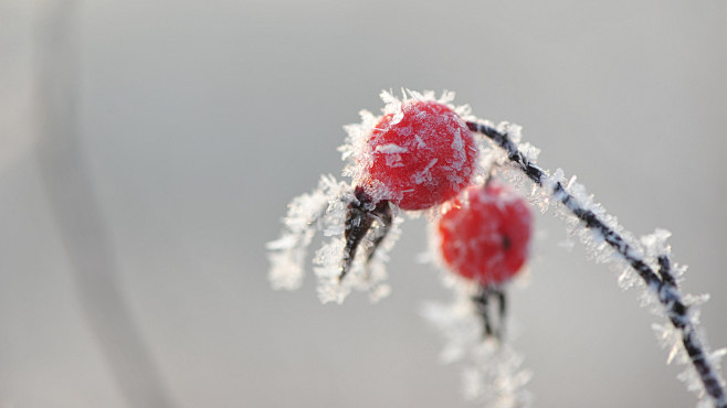 冬季霜降季节的红果实图片