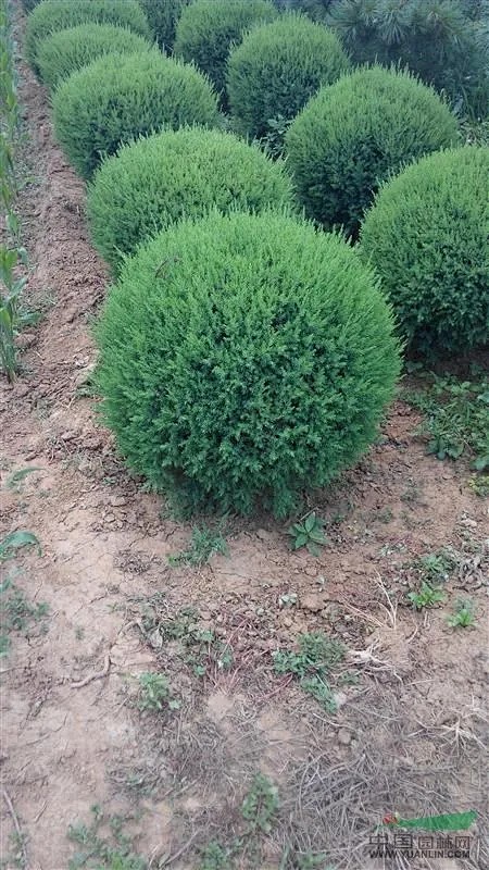桧柏