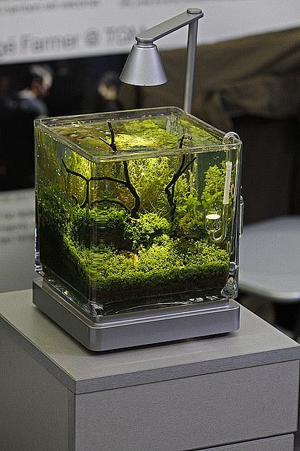 mini planted aquariu...