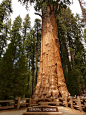 tree-sequoia-wood-bark-huge-tribe-wallpaper.jpg (2448×3264)