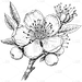 梅花线稿