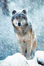 Gray Wolf