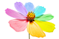 Royalty-free Image: multi colored petals
