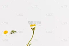 叶子孤立在白色背景上的洋甘菊或雏菊。前视图。平躺