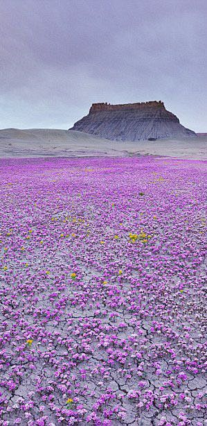 莫哈韦沙漠中的一个孤立的角落里铺着地毯的...