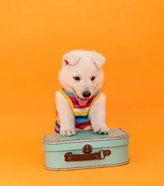 点击来源直接获取大图文件 |little dog puppy with travel costume studio portrait on isolated background