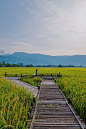 在泰国山区附近的稻田的观点图片下载