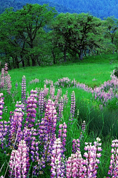 檸檬樹上的薔薇朵朵采集到童话美景