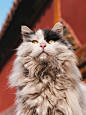 故宫的猫——鳌拜