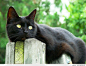Beautiful black cat.