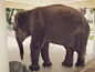 巧遇酒店的lucky小象，我第一次摸了象鼻子！它好可爱！,博雅妮妮